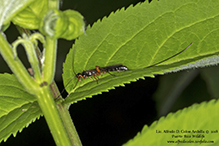 ichneumon wasp (Lissonota sp.)