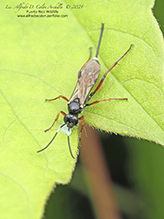 ichneumon wasp (Aritranis director)