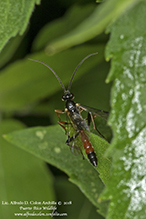 ichneumonid wasp (Aritranis director)