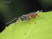 ichneumonid wasp (Aritranis director)