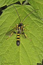 ichneumonid wasp (Colpotrochia trifasciata)