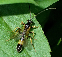 ichneumon wasp (Cosmoconus sp.)