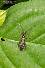 ichneumonid wasp (Cratichneumon sp.)
