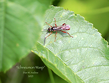 ichneumonid wasp (Cratichneumon spp.)