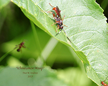 ichneumonid wasp (Cratichneumon spp.)