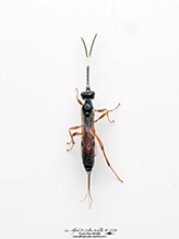 ichneumonid wasp (family Ichneumonidae)
