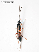 ichneumonid wasp (family Ichneumonidae)