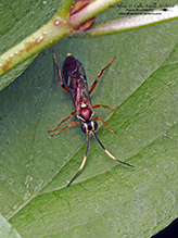ichneumonid wasp (family Ichneumonidae)
