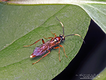 ichneumonid wasp (family Ichneumonidae)