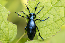 impressive meloine beetle