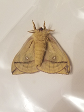 io moth