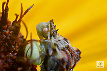 jagged ambush bug (Phymata sp.)