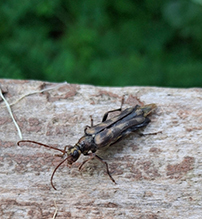 ladder-marked longhorn beetle