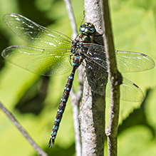 lake darner