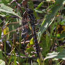 lance-tipped darner