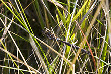 lance-tipped darner
