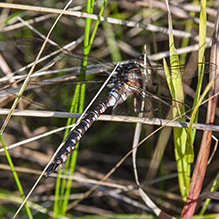 lance-tipped darner