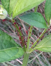 large daisy aphid (Uroleucon sp.)