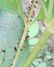 large daisy aphid (Uroleucon sp.)