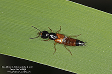 large rove beetle (Belonuchus rufipennis)