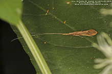 late long-horned caddisfly