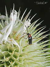 lateral-lobed soldier beetle