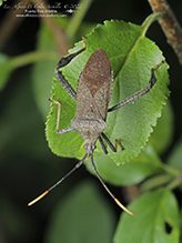 leaf-footed bug