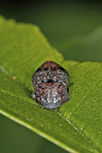 leafhopper (Penthimia americana)
