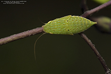 leafhopper (Gyponana subgenus Gyponana)