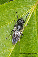 leafwalker or forest fly (Xylota sp.)