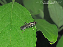 leafwalker or forest fly (Xylota sp.)