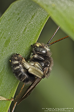 longhorn bee (Melissodes sp.)