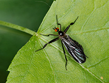 long-tailed dance fly