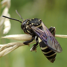 longhorn-cuckoo bee (Triepeolus sp.)