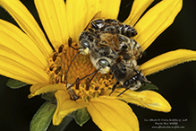 longhorn bee (Melissodes Subgenus Eumelissodes)
