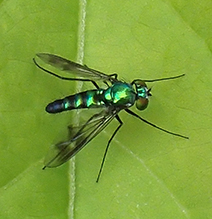 longlegged fly (Condylostylus patibulatus)