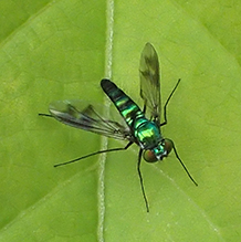 longlegged fly (Condylostylus patibulatus)