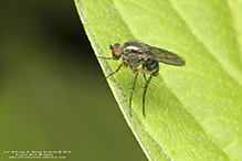 longlegged fly (Dolichopus sp.)