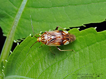 lygus bug (Lygus vanduzeei)
