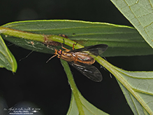 Macquart’s deer fly