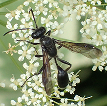 Mexican grass-carrying wasp
