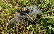 margined burying beetle