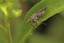 marsh fly (Dictya sp.)