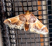 meal moth