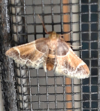 meal moth
