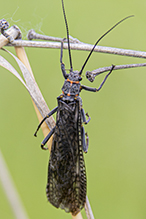 midwestern salmonfly