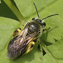 mining bee (Andrena sp.)