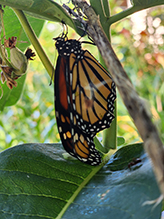 monarch