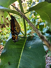 monarch