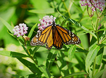 monarch